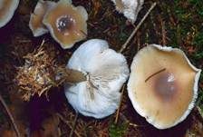 Horngrauer Rübling, Foto 24