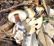 Horngrauer Rübling, Foto 25