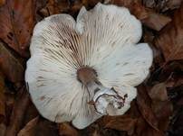 Horngrauer Rübling, Foto 26