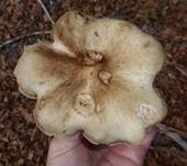 Horngrauer Rübling, Foto 28