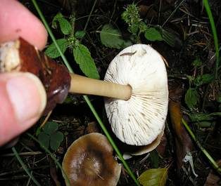 Horngrauer Rübling, Foto 6