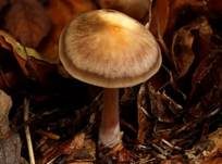 Horngrauer Rübling, Foto 7