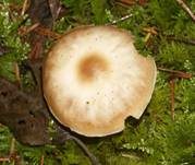 Horngrauer Rübling, Foto 8