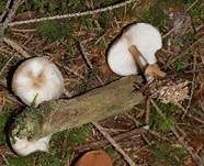 Horngrauer Rübling, Foto 9