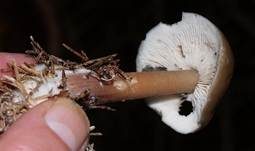 Horngrauer Rübling, Foto 11