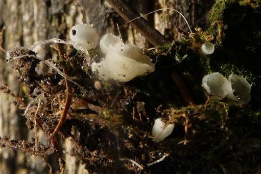 Bewimperter Breitstielbecherling, Foto 2