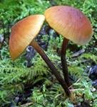 Hornstieliger Scheinschwefelkopf, Foto 9