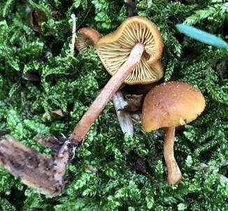 Hübscher Flämmling, Foto 4
