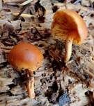 Hübscher Flämmling, Foto 8