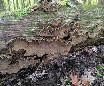 Hutbildender Mosaikschichtpilz, Foto 2