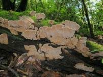Hutbildender Mosaikschichtpilz, Foto 8