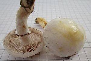 Hyalinweißer Träuschling, Foto 1