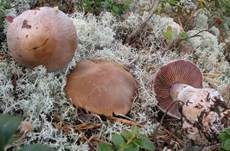 Hygrophaner Dickfuß, Foto 6