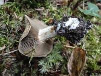 Hygrophaner Rasling, Foto 8
