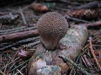 Igelstäubling, Foto 7