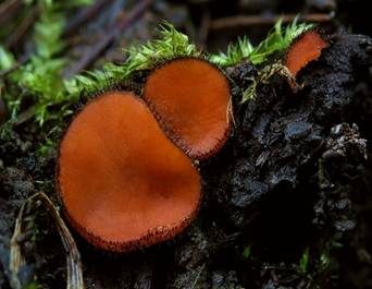 Bewimperter Schildborstling, Foto 2