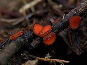Bewimperter Schildborstling, Foto 3