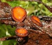Bewimperter Schildborstling, Foto 13