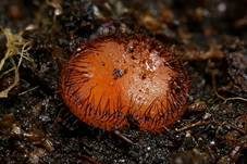 Bewimperter Schildborstling, Foto 18