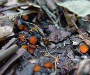 Bewimperter Schildborstling, Foto 26