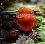 Bewimperter Schildborstling, Foto 30