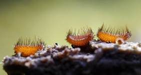 Bewimperter Schildborstling, Foto 36
