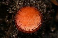 Bewimperter Schildborstling, Foto 44