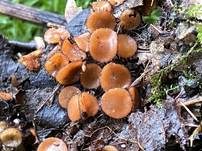 Bewimperter Schildborstling, Foto 54