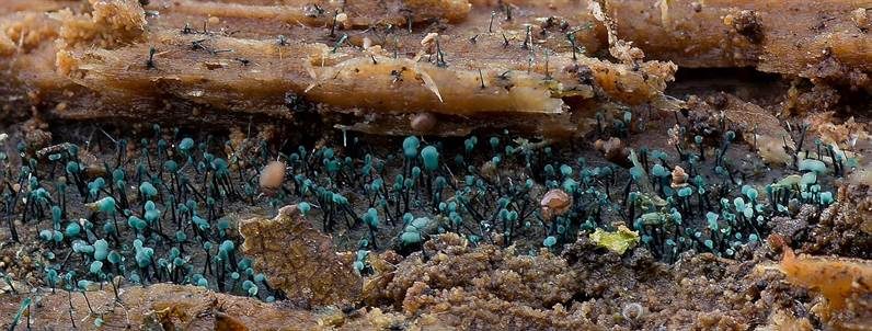 Imperfekter Pilz, Foto 2