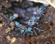 Imperfekter Pilz, Foto 22