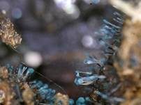 Imperfekter Pilz, Foto 26