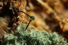 Imperfekter Pilz, Foto 10
