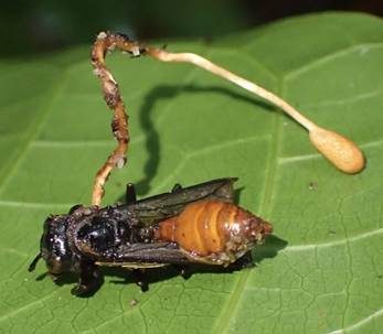 Insektenkernkeule, Foto 4