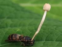 Insektenkernkeule, Foto 9