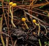 Insektenkernkeule, Foto 10