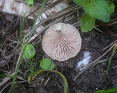 Isabellfarbener Nabelrötling, Foto 3