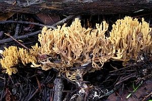 Bewurzelte Koralle, Foto 1
