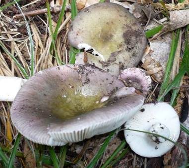 Jodoform-Täubling, Foto 3