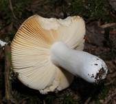 Jodoform-Täubling, Foto 11