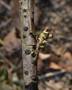 Johannisbeer-Kernpilz, Foto 3