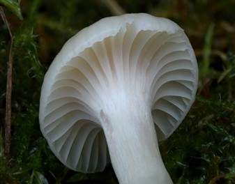 Jungfern-Ellerling, Foto 2