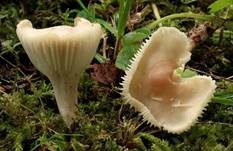 Jungfern-Ellerling, Foto 14