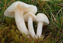 Jungfern-Ellerling, Foto 7