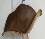 Kaffeebrauner Gabeltrichterling, Foto 27