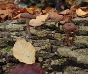 Kaffeebrauner Gabeltrichterling, Foto 35