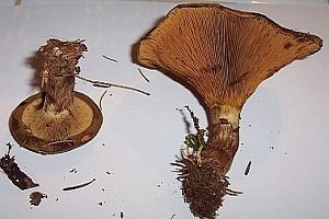 Kahler Krempling, Foto 1