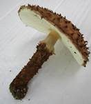 Kakaobrauner Stachelschirmling, Foto 14
