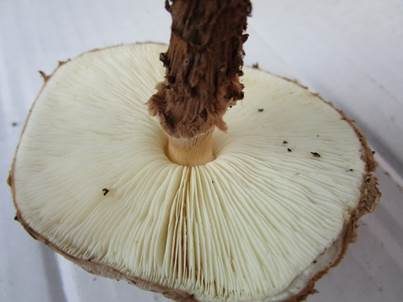 Kakaobrauner Stachelschirmling, Foto 5
