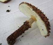 Kakaobrauner Stachelschirmling, Foto 9