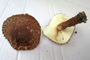 Kakaobrauner Stachelschirmling, Foto 1